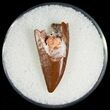 Bargain Raptor Tooth From Morocco - #7437-1